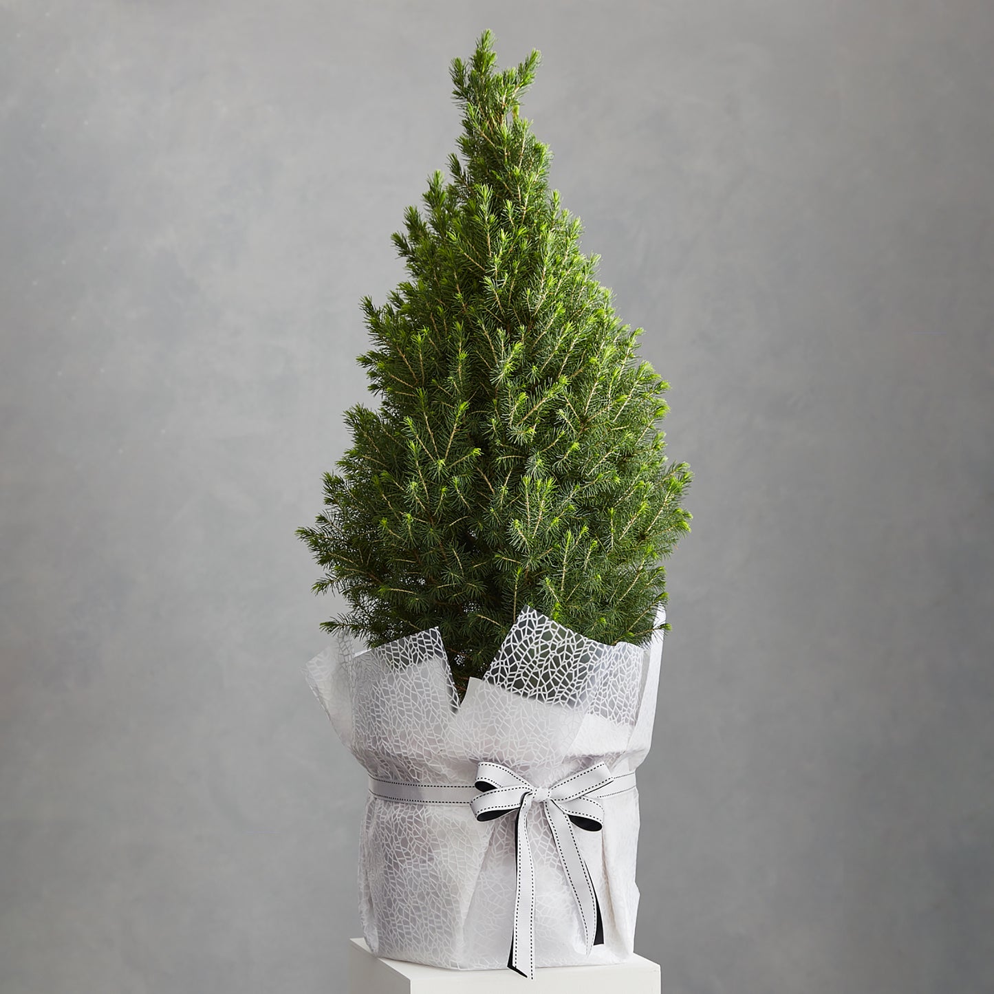 Potted Christmas Tree