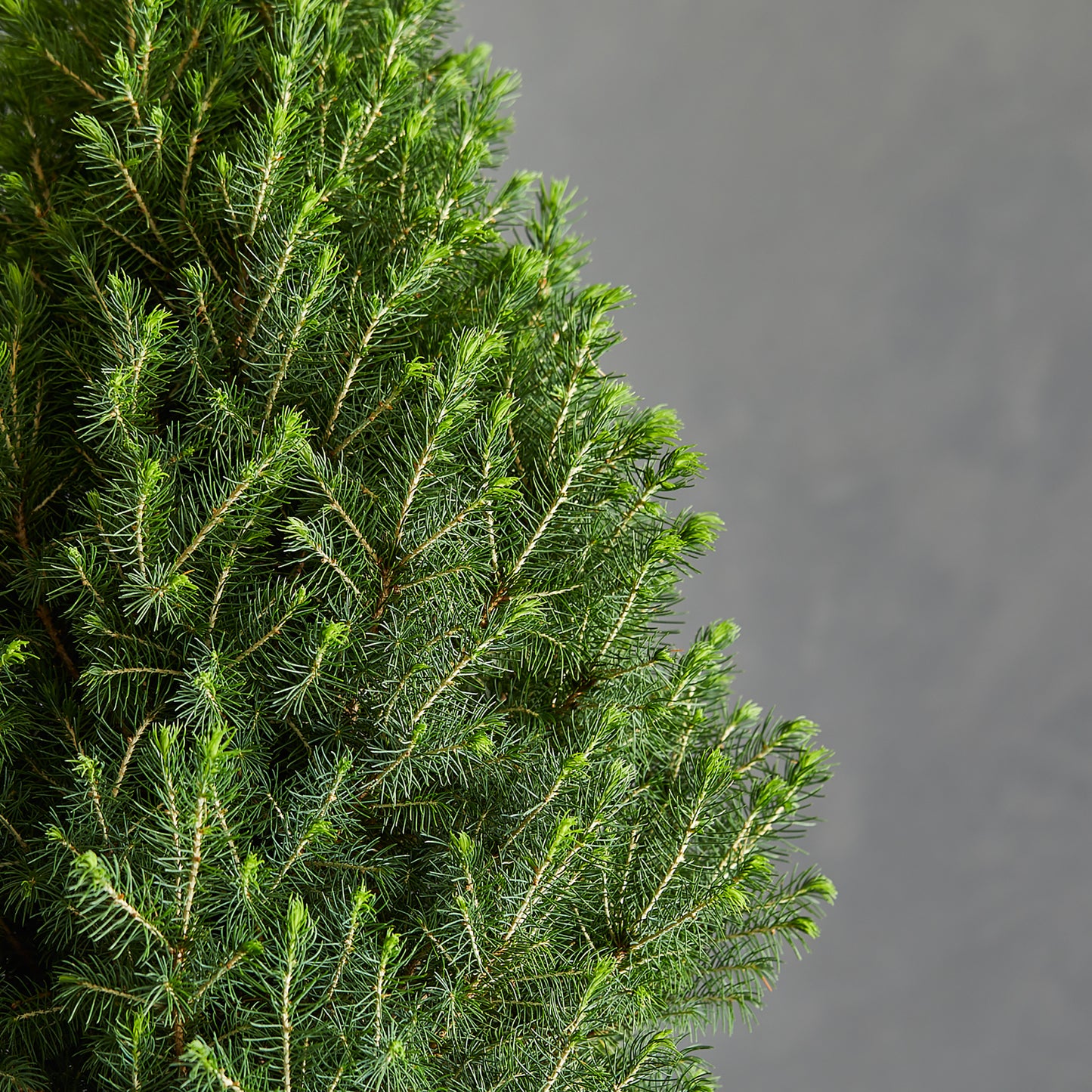 Potted Christmas Tree