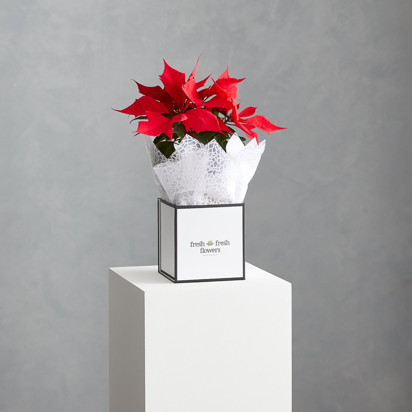 Poinsettia Plant