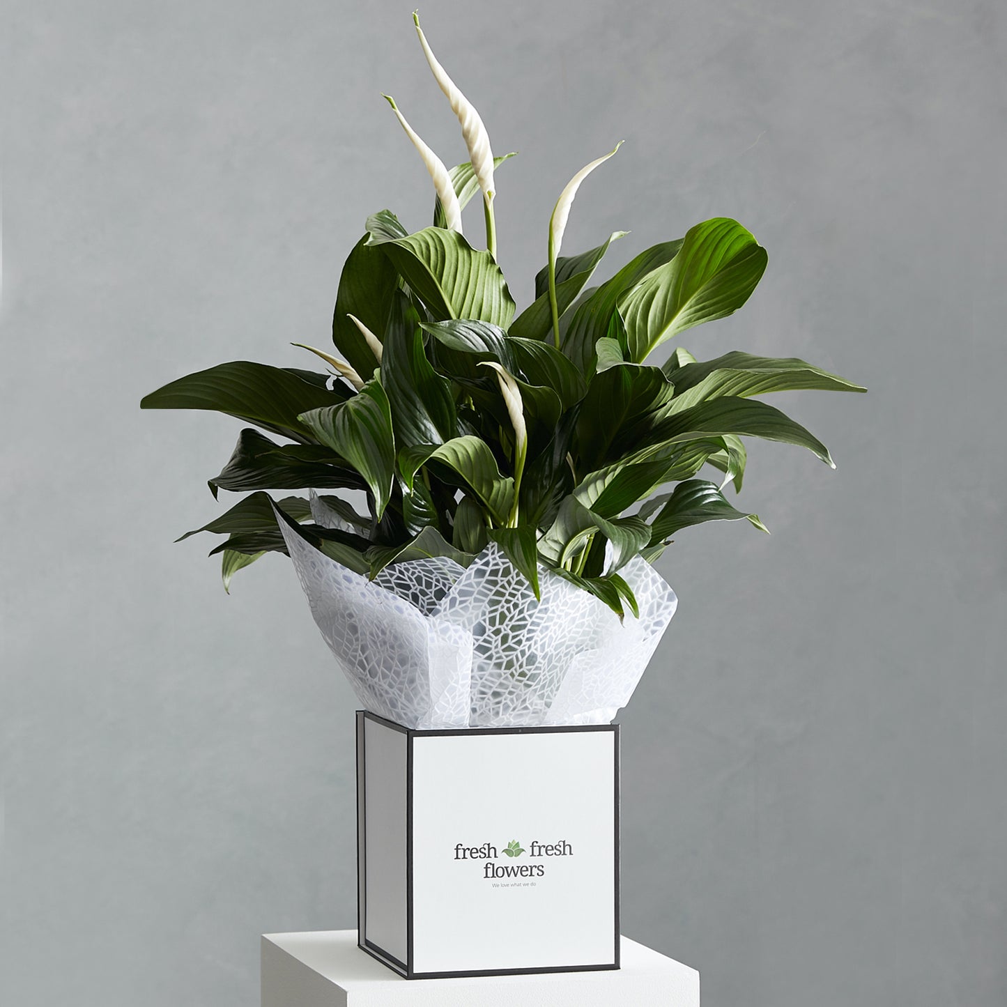 Peace Lily Box