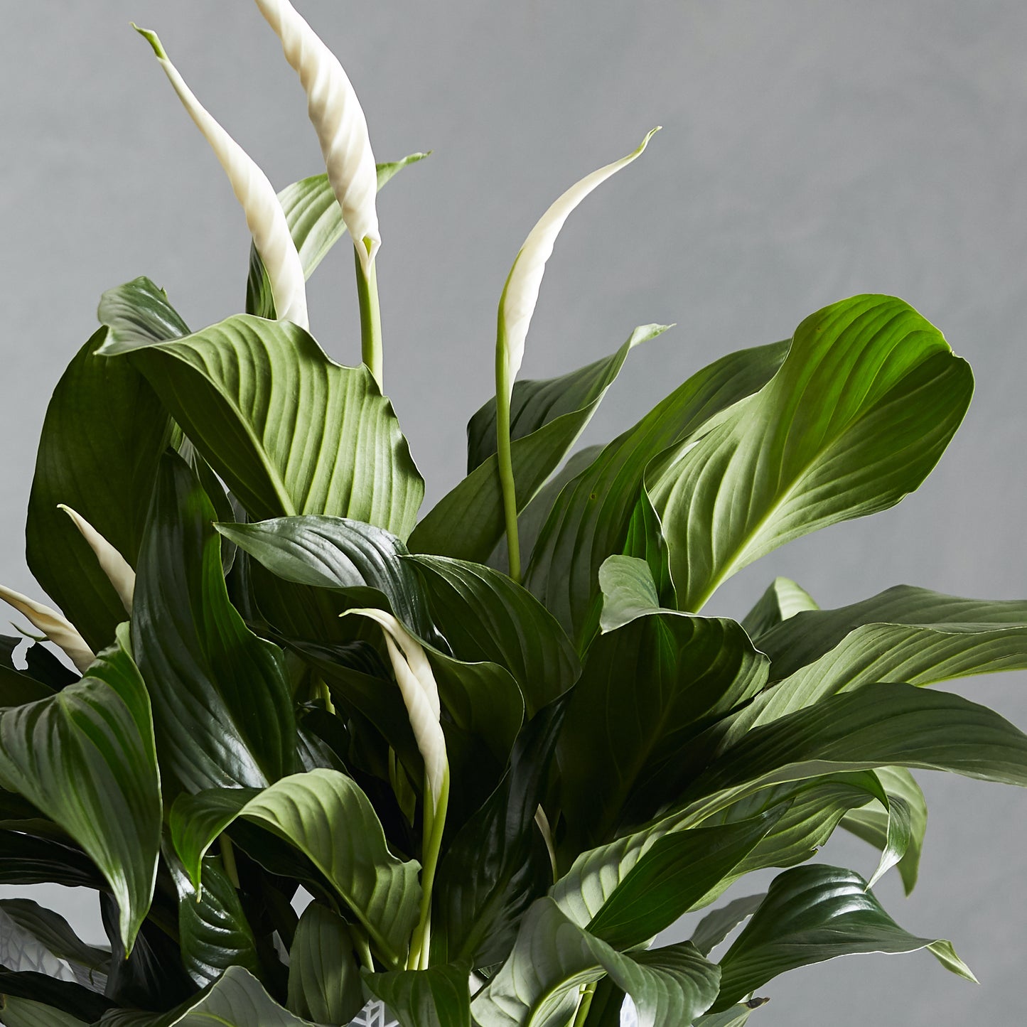 Peace Lily Box