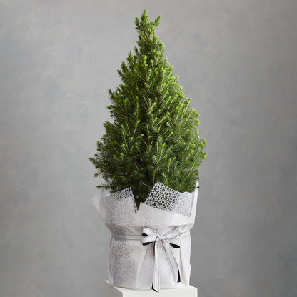 Potted Christmas Tree