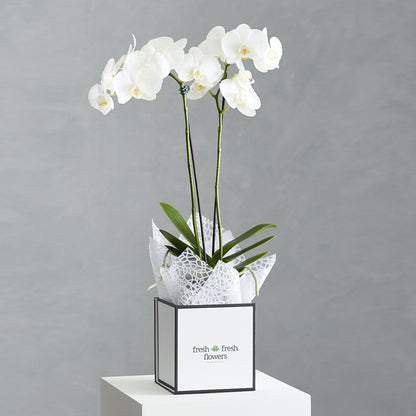 Boxed Orchid